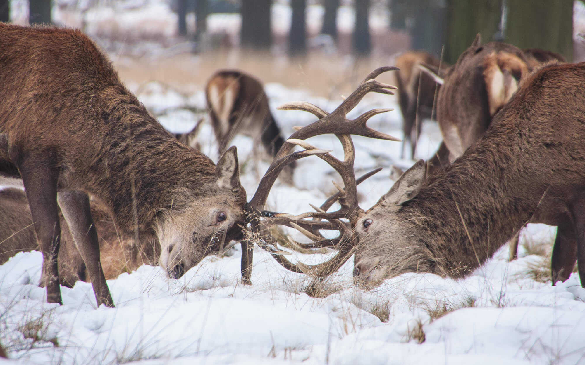 conflict management for product managers conflict management for product managers