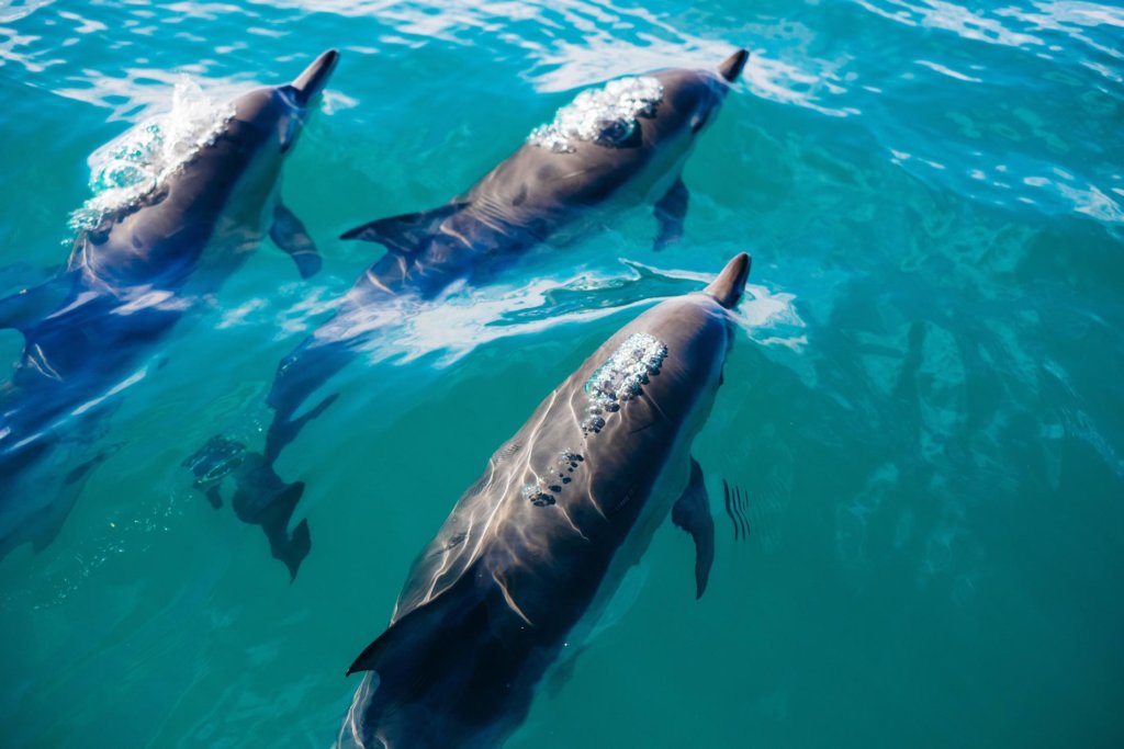 A pod of dolphins at the surface on the water